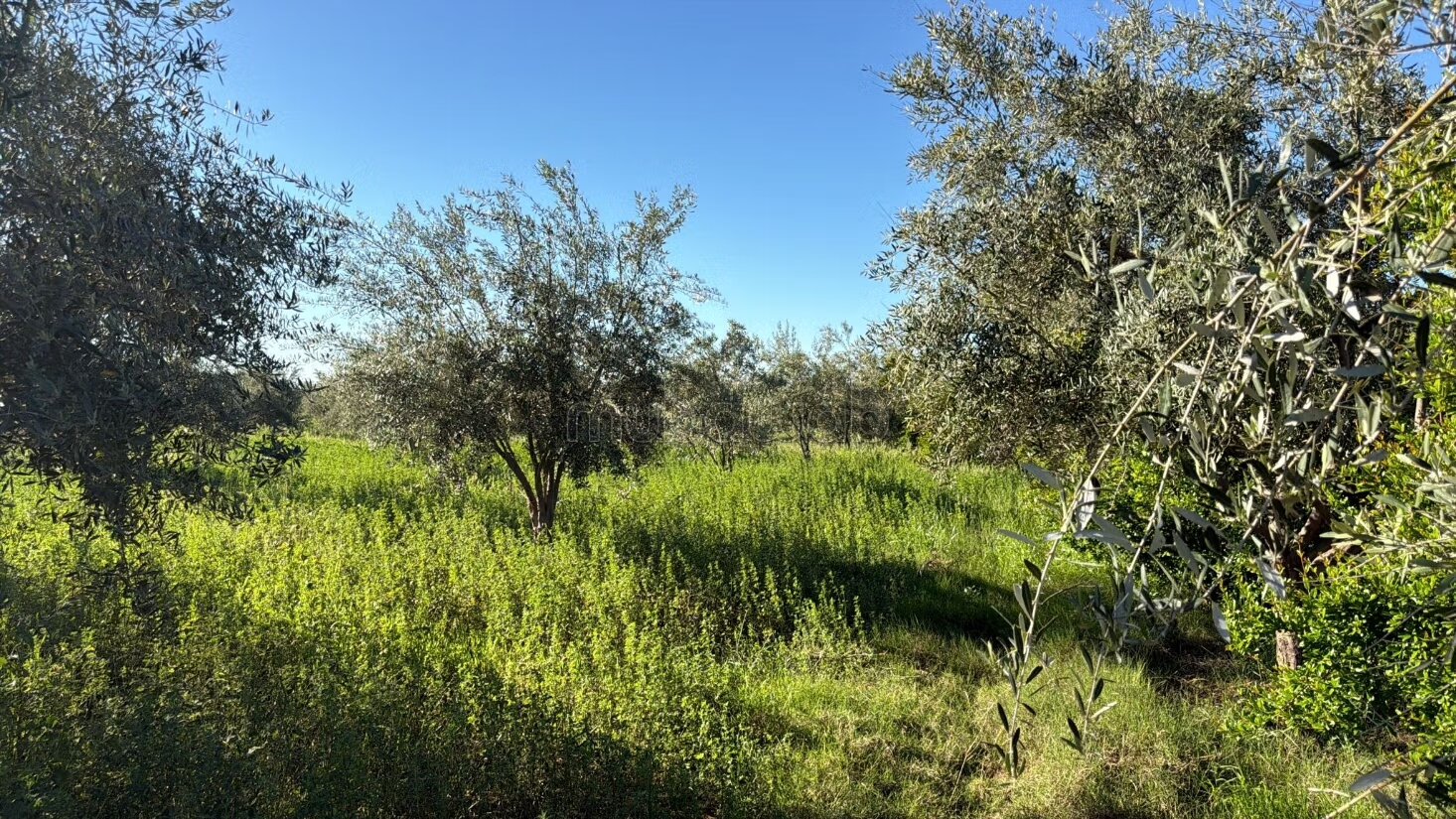 Agricultural Farm for Sale, 4 Hectares, 45 km from Marrakech — Photo 6