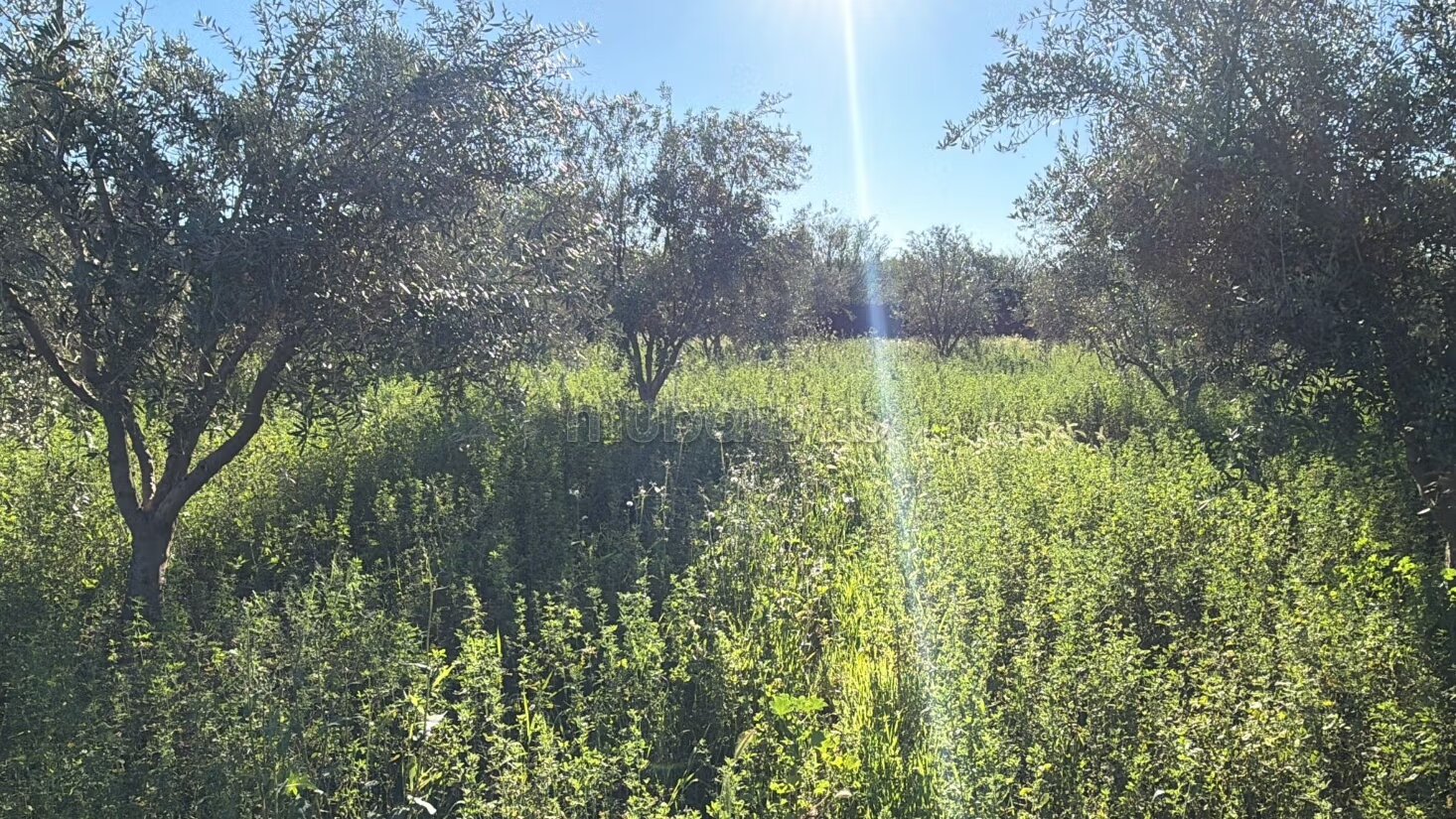 Agricultural Farm for Sale, 4 Hectares, 45 km from Marrakech — Photo 7