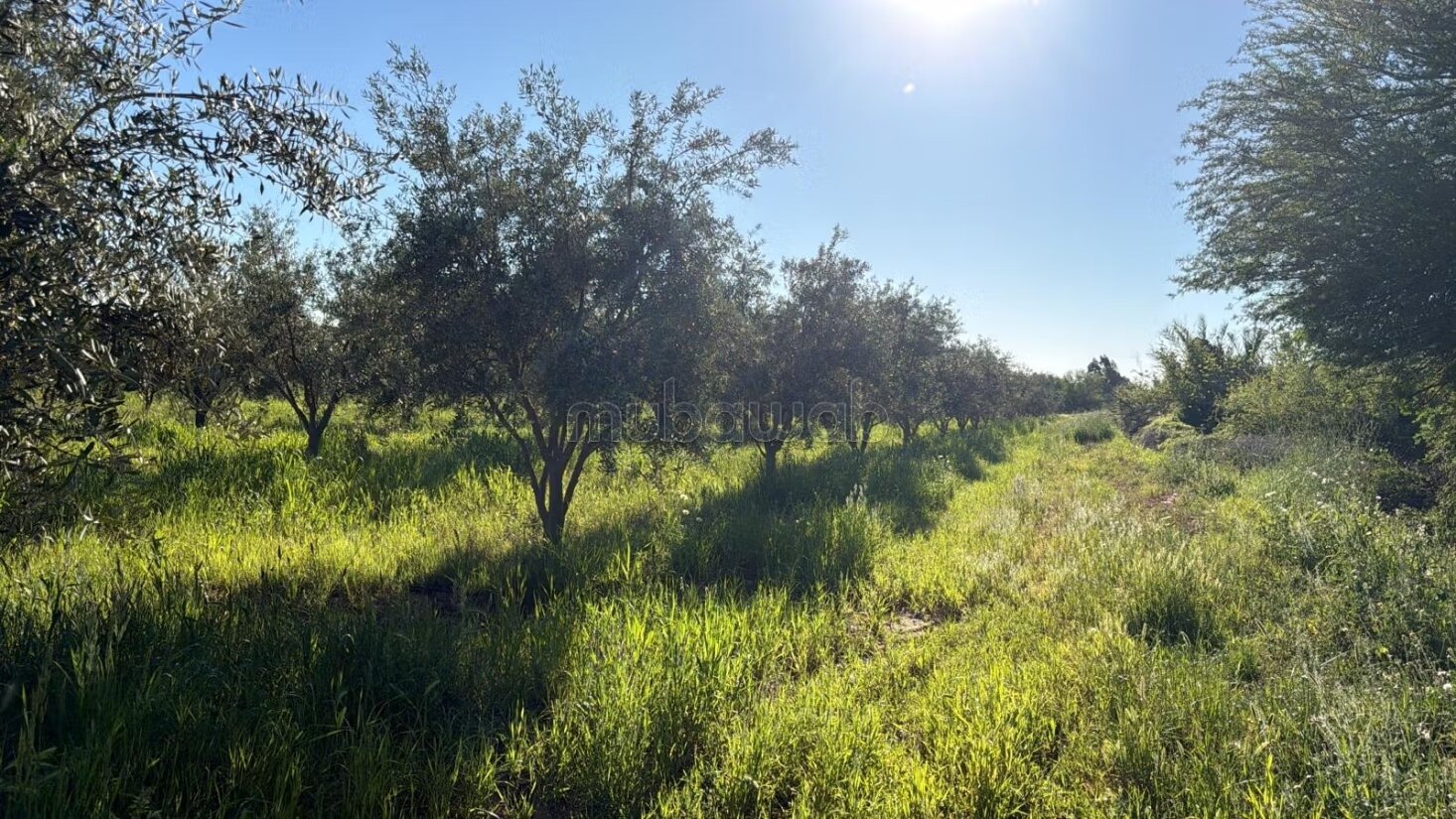 Agricultural Farm for Sale, 4 Hectares, 45 km from Marrakech — Photo 8