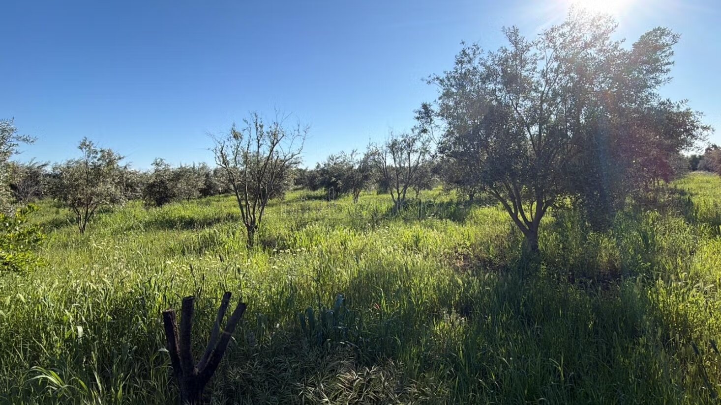 Agricultural Farm for Sale, 4 Hectares, 45 km from Marrakech — Photo 9