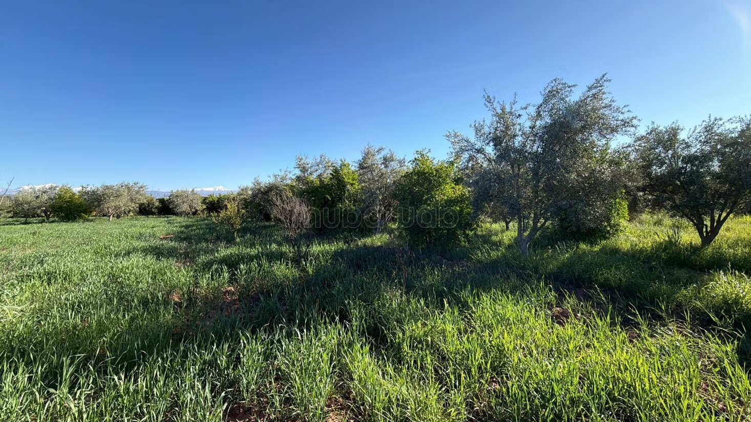 Agricultural Farm for Sale, 4 Hectares, 45 km from Marrakech — Photo 12