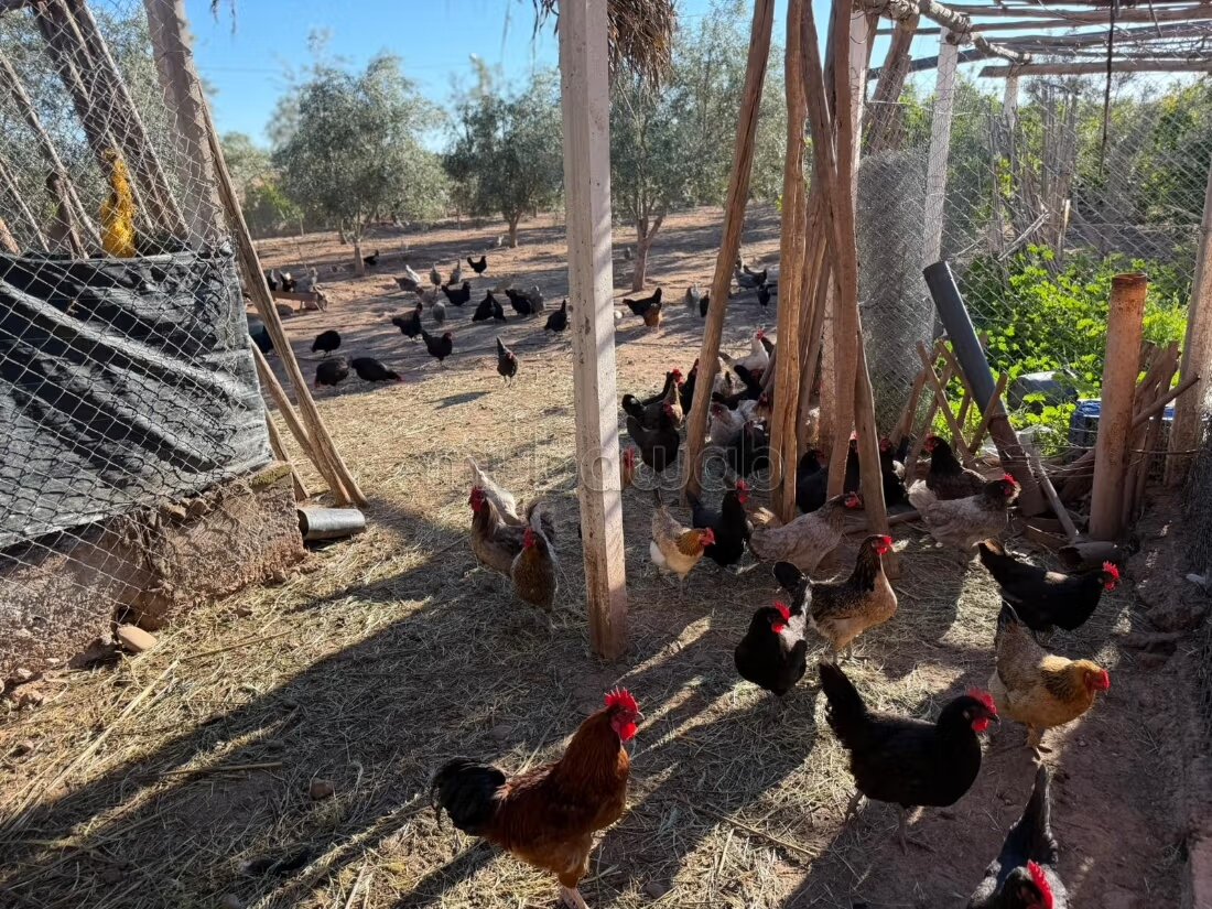 Agricultural Farm for Sale, 4 Hectares, 45 km from Marrakech — Photo 29
