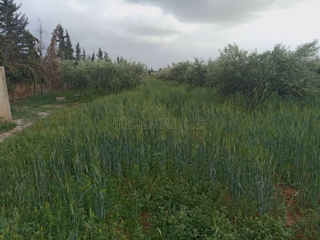 مزرعة للبيع 20000 م² في مراكش — Photo 2