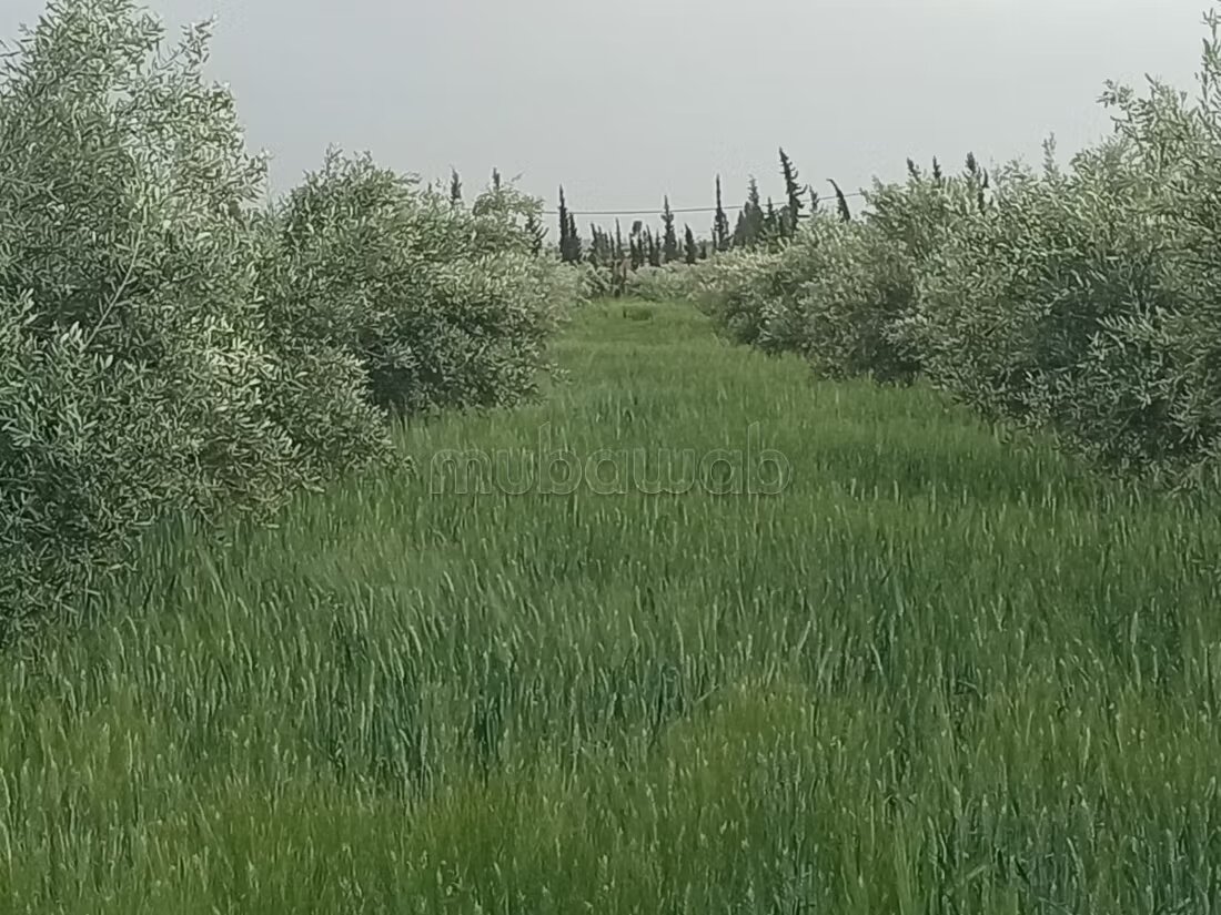 مزرعة للبيع 20000 م² في مراكش — Photo 3
