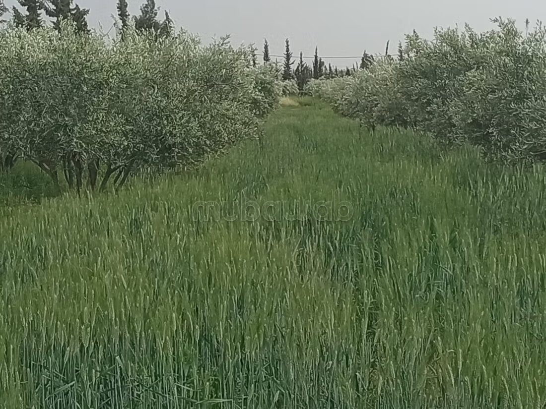 مزرعة للبيع 20000 م² في مراكش — Photo 4