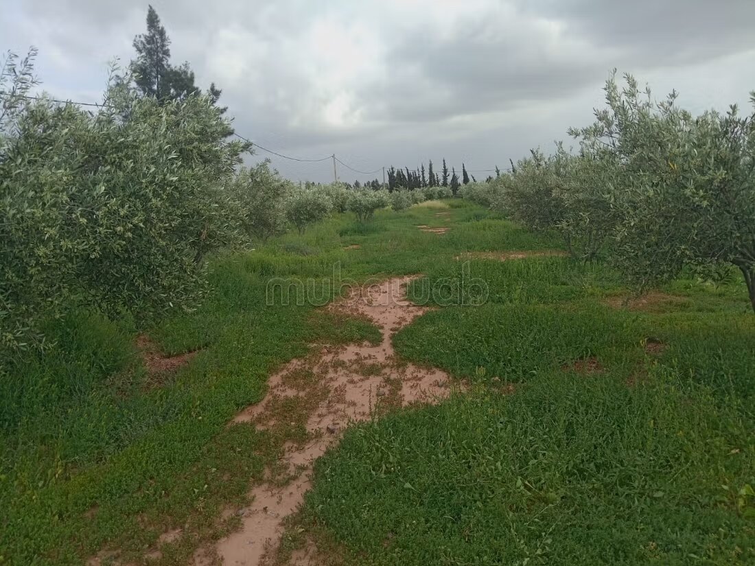 مزرعة للبيع 20000 م² في مراكش — Photo 5