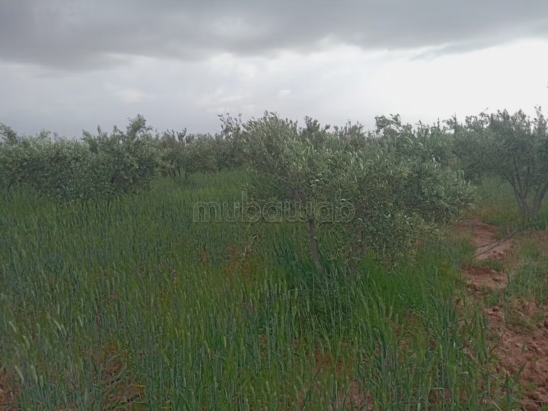 مزرعة للبيع 20000 م² في مراكش — Photo 10