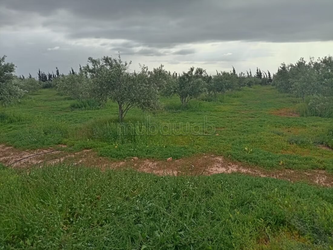 مزرعة للبيع 20000 م² في مراكش — Photo 13