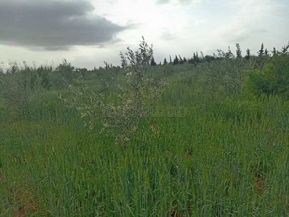 مزرعة للبيع 20000 م² في مراكش — Photo 16
