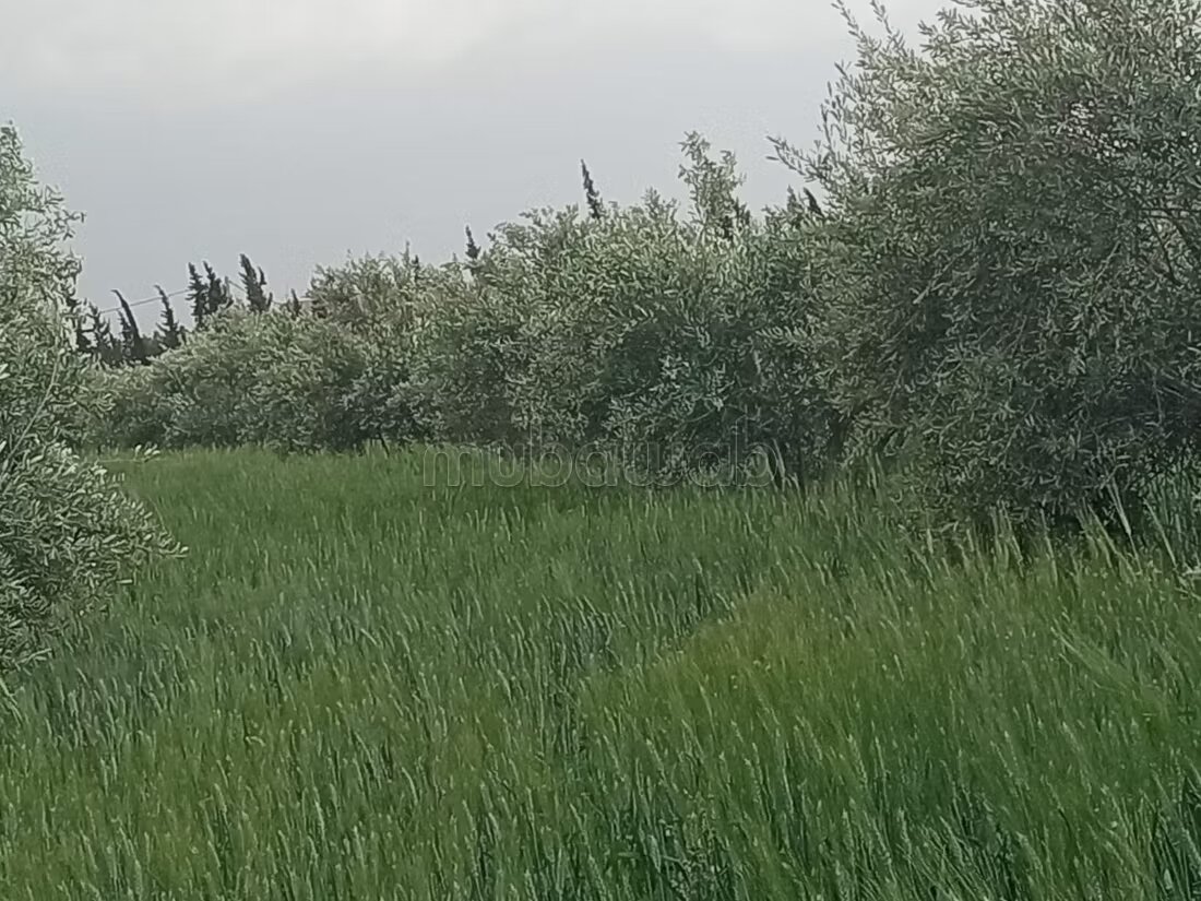 مزرعة للبيع 20000 م² في مراكش — Photo 19