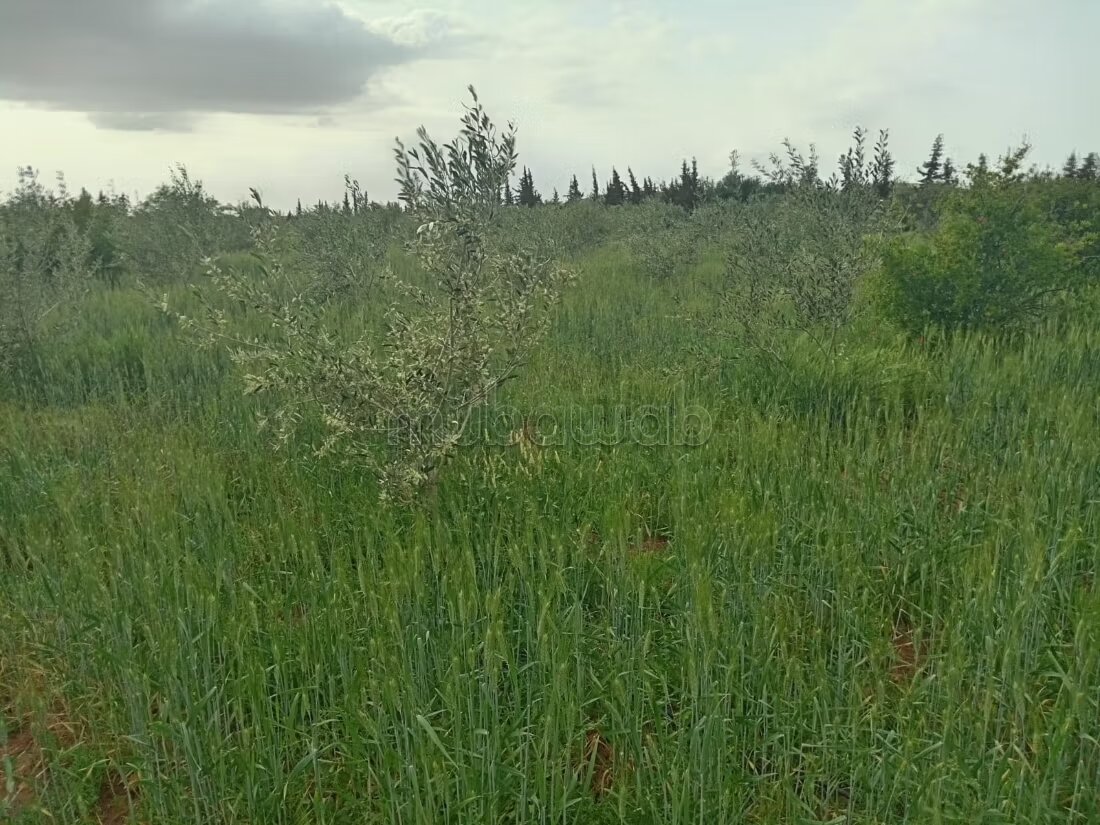 مزرعة للبيع 20000 م² في مراكش — Photo 21