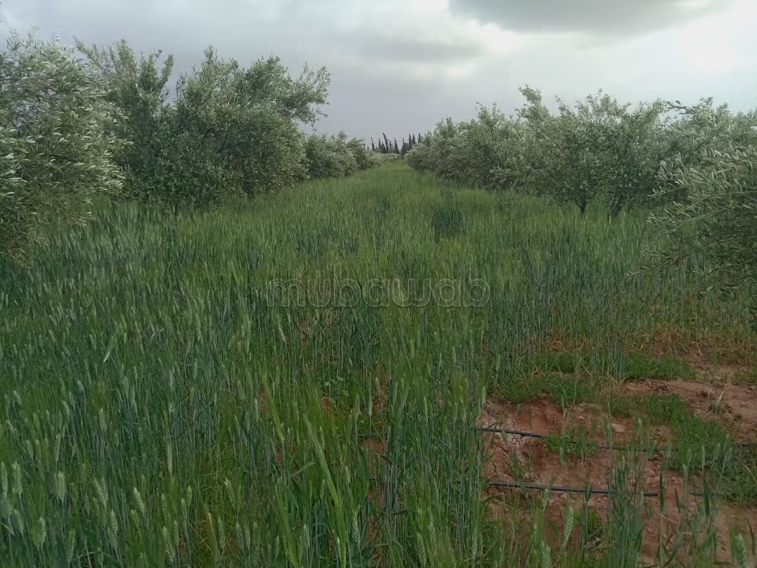 مزرعة للبيع 20000 م² في مراكش — Photo 25