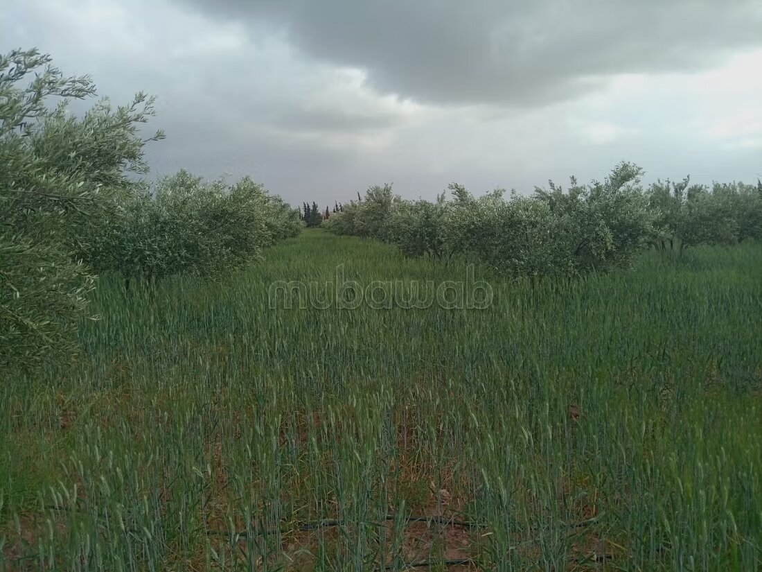 مزرعة للبيع 20000 م² في مراكش — Photo 27