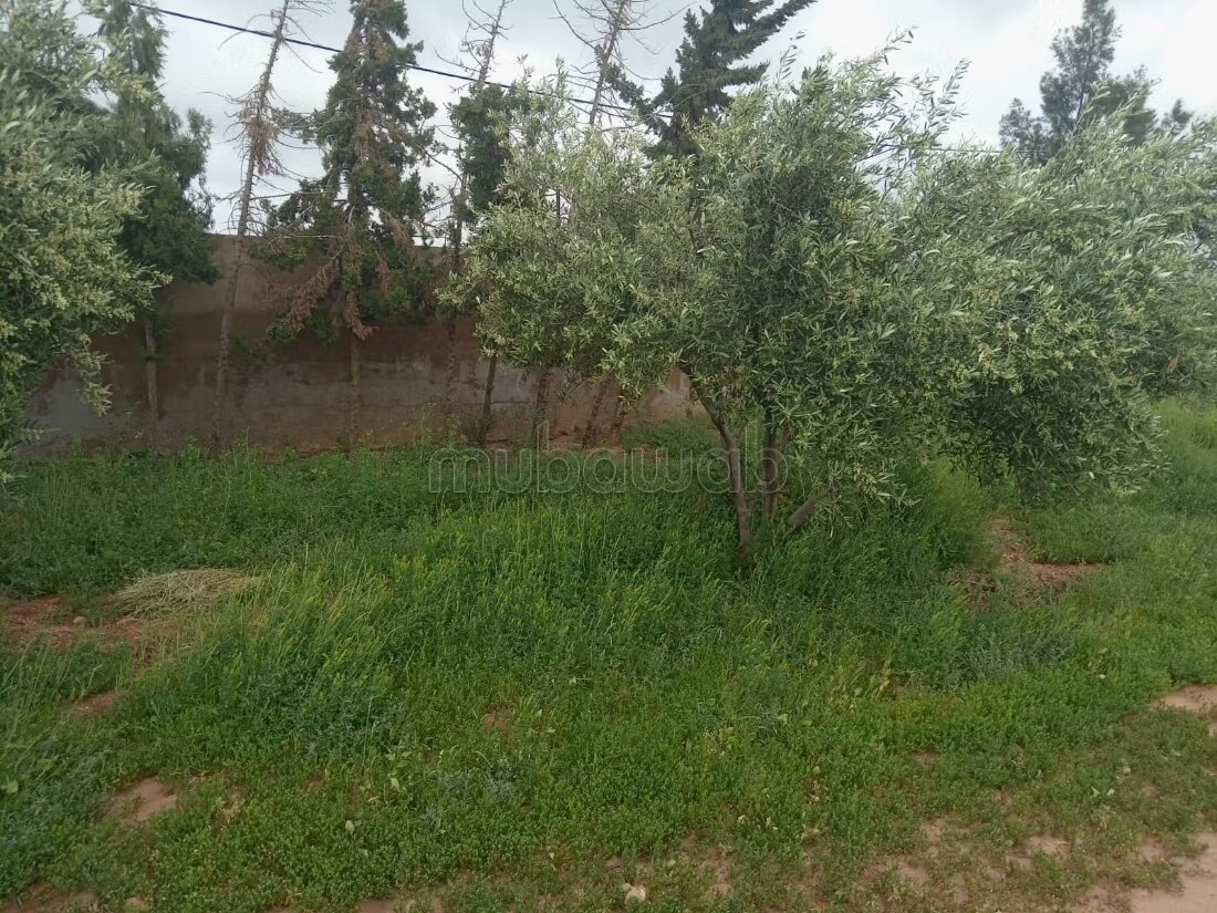 مزرعة للبيع 20000 م² في مراكش — Photo 30