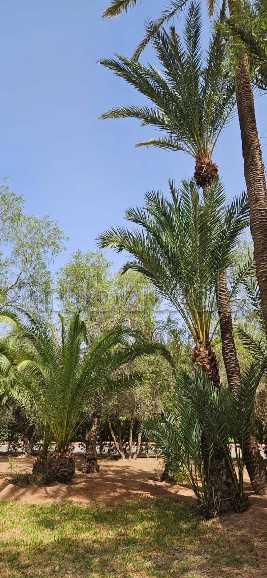 Appartement 120 m² à louer à Marrakech (Ennakhil Palmeraie) — Photo 166
