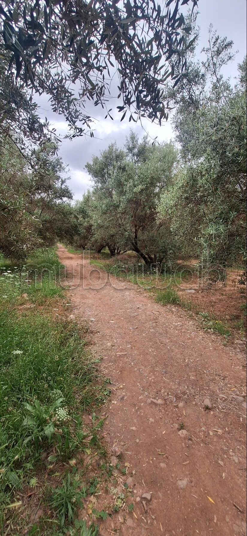 Terrain 6.5 Ha à vendre à Cherifia sur rte d'amezmiz — Photo 3