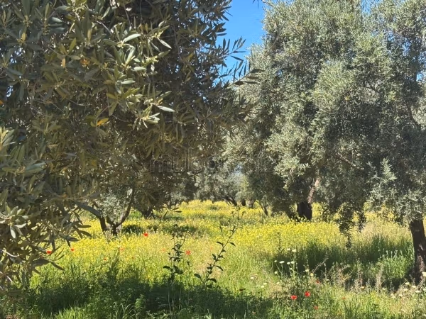 أرض للبيع 2 هكتار مراكش — Photo 4