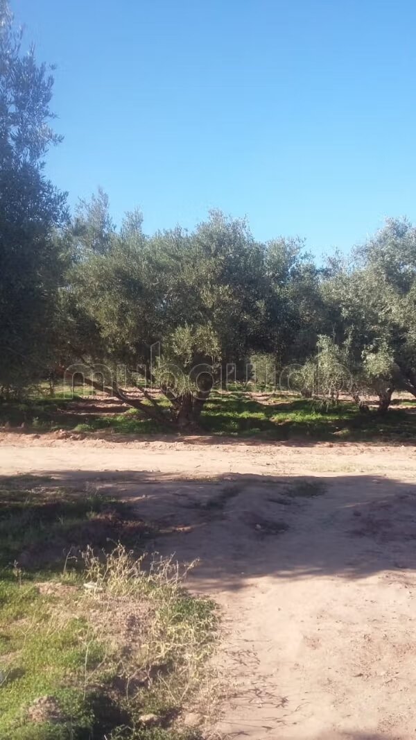 أرض للبيع 2 هكتار مراكش — Photo 28