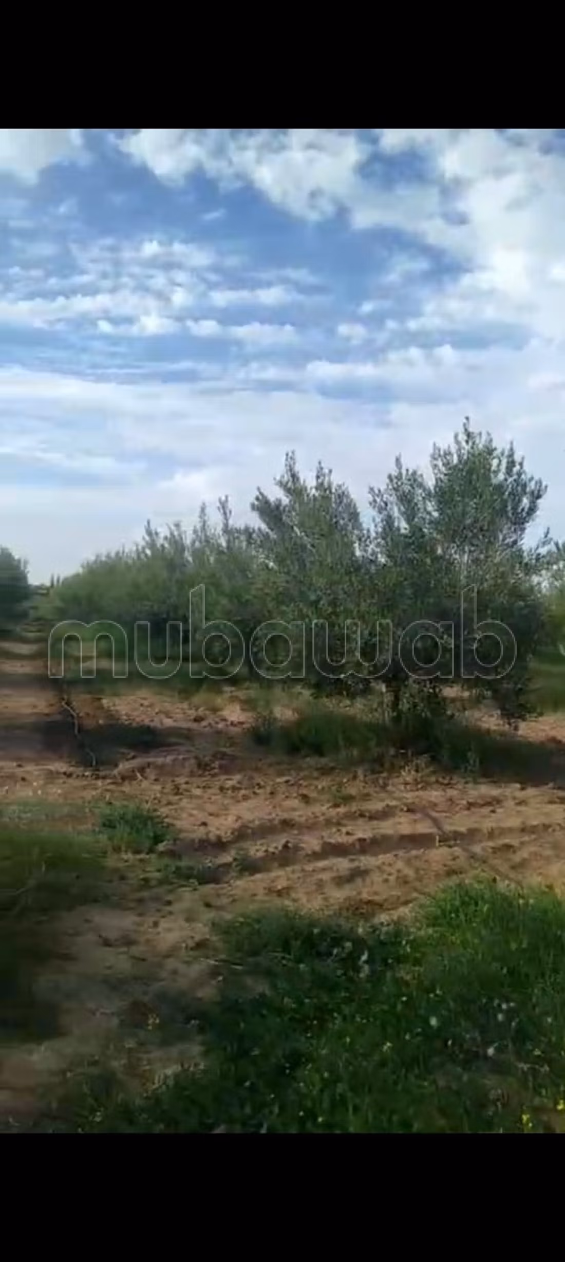 Ferme 100000 m² à vendre à Marrakech — Photo 4