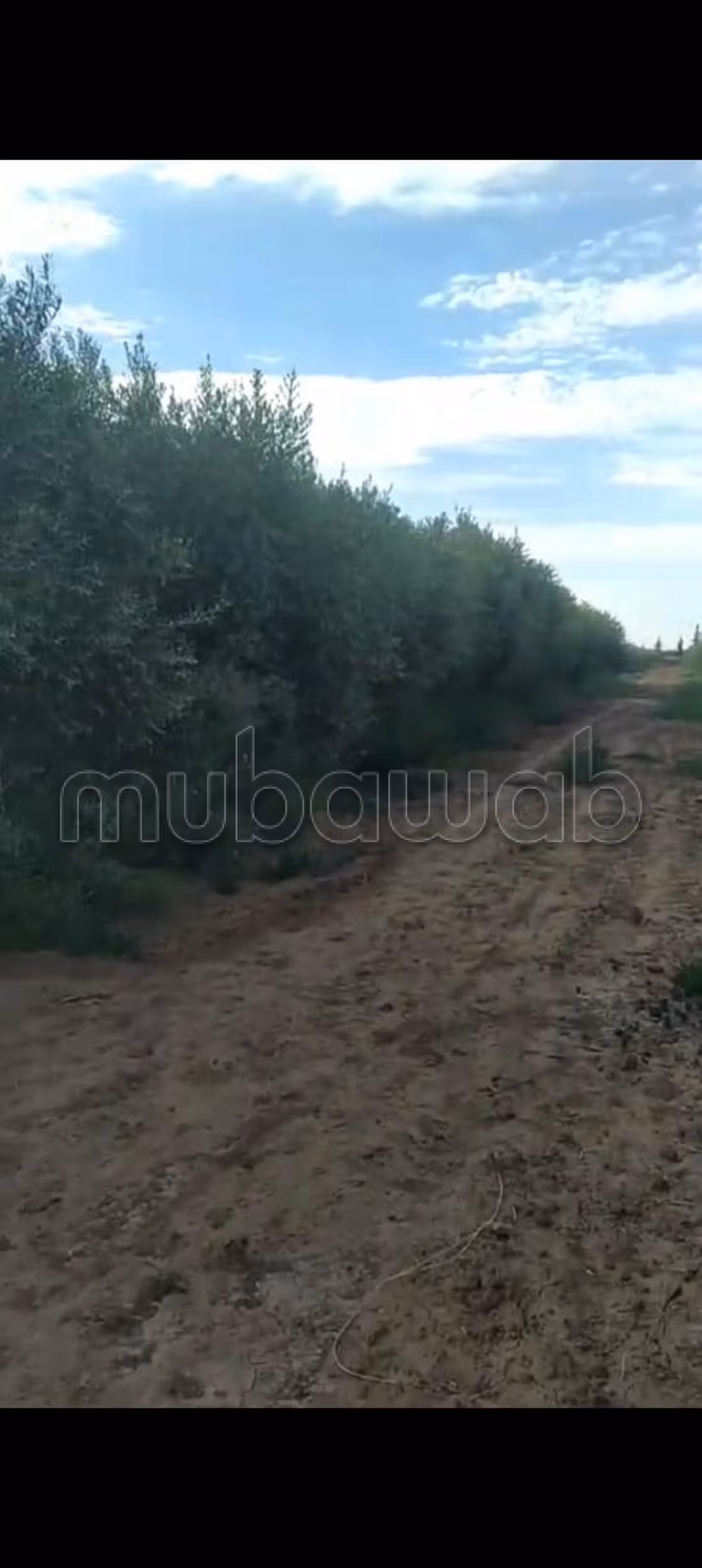 Ferme 100000 m² à vendre à Marrakech — Photo 12