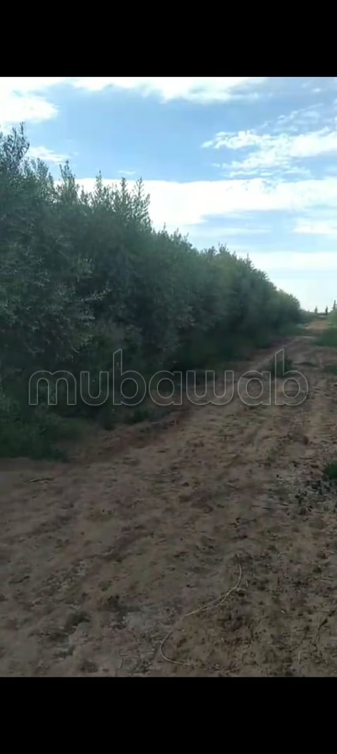 Ferme 100000 m² à vendre à Marrakech — Photo 11