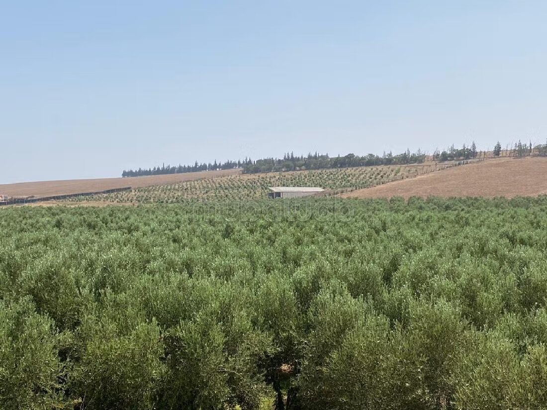 Farm 11000 sqm for sale in Casablanca — Photo 9