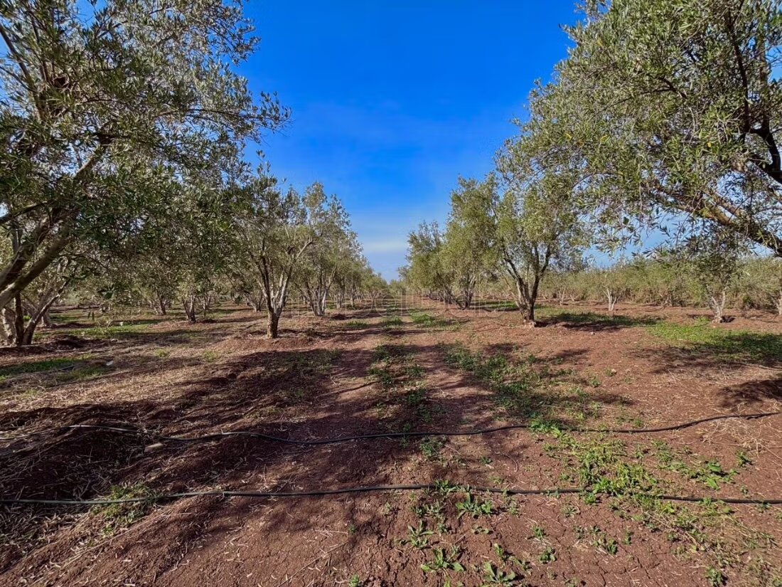 Farm 11000 sqm for sale in Casablanca — Photo 57