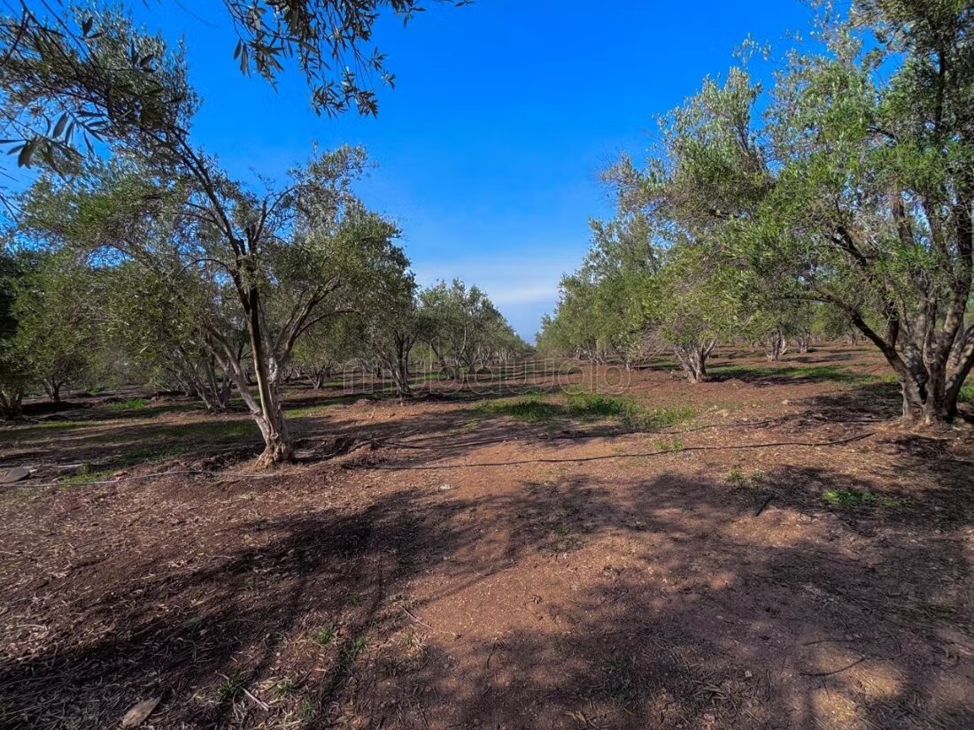 Farm 11000 sqm for sale in Casablanca — Photo 60