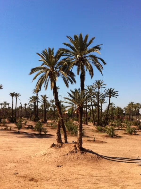 Terrain 500 m² à vendre à Ennakhil Palmeraie, Marrakech — Photo 8