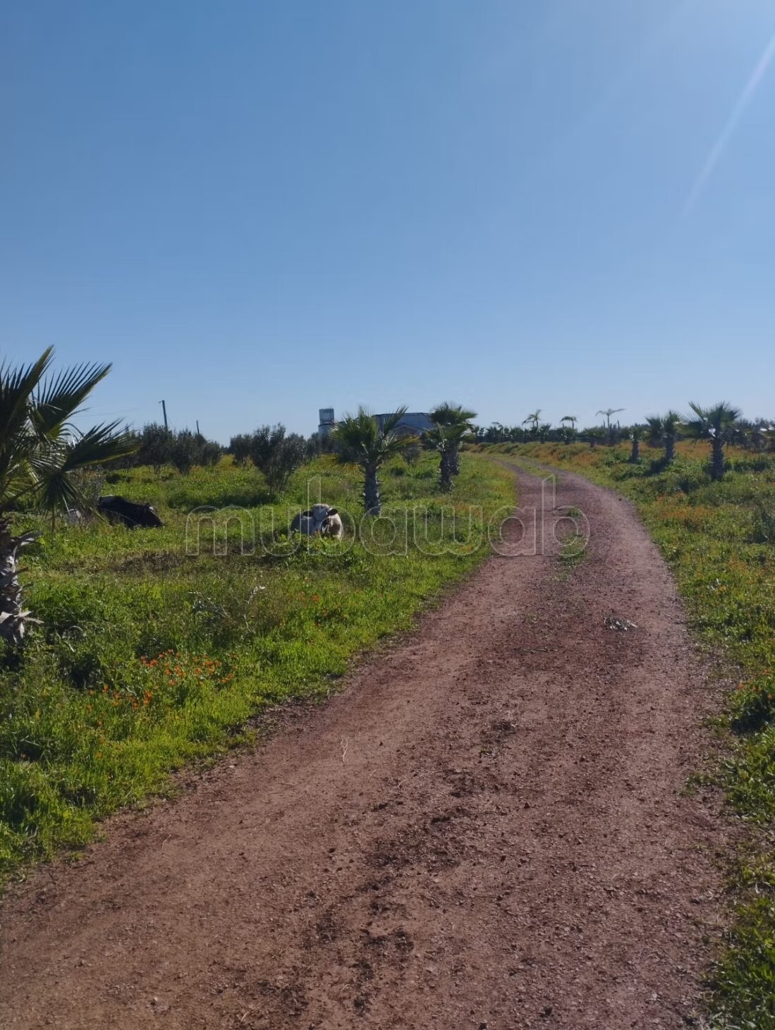 Farm 350 m² for sale on Berrechid — Photo 26