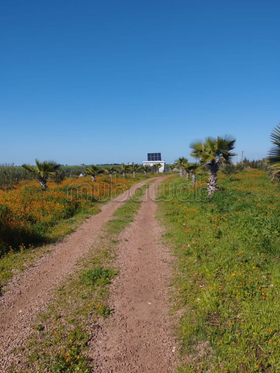 Farm 350 m² for sale on Berrechid — Photo 30