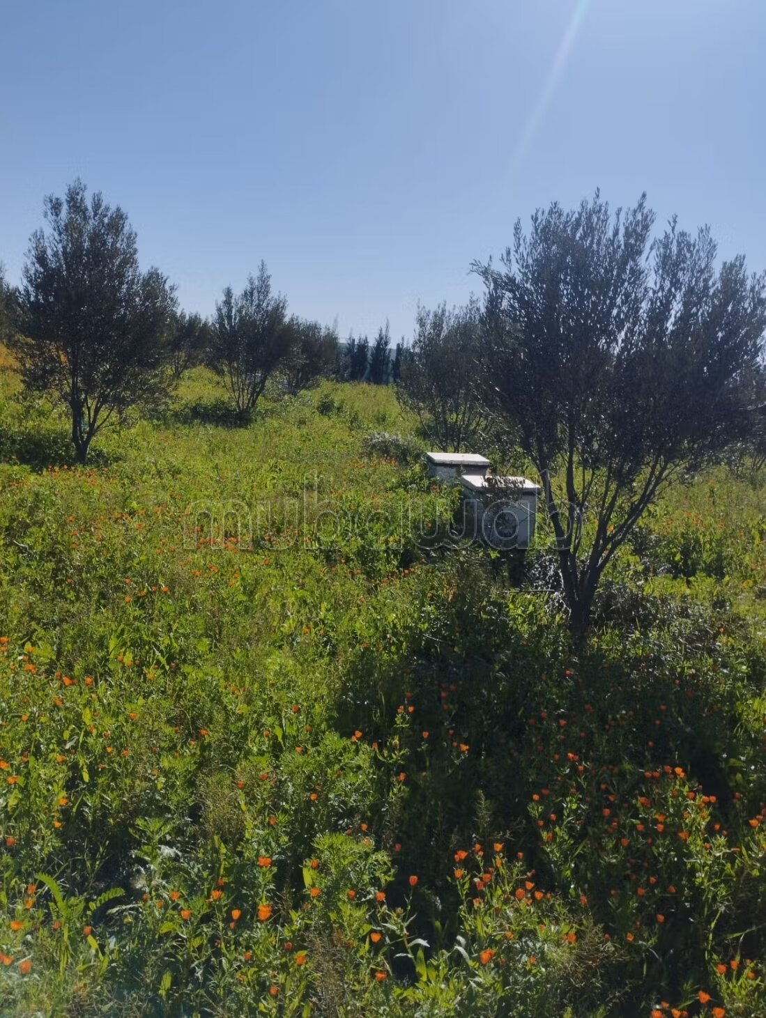 Farm 350 m² for sale on Berrechid — Photo 31