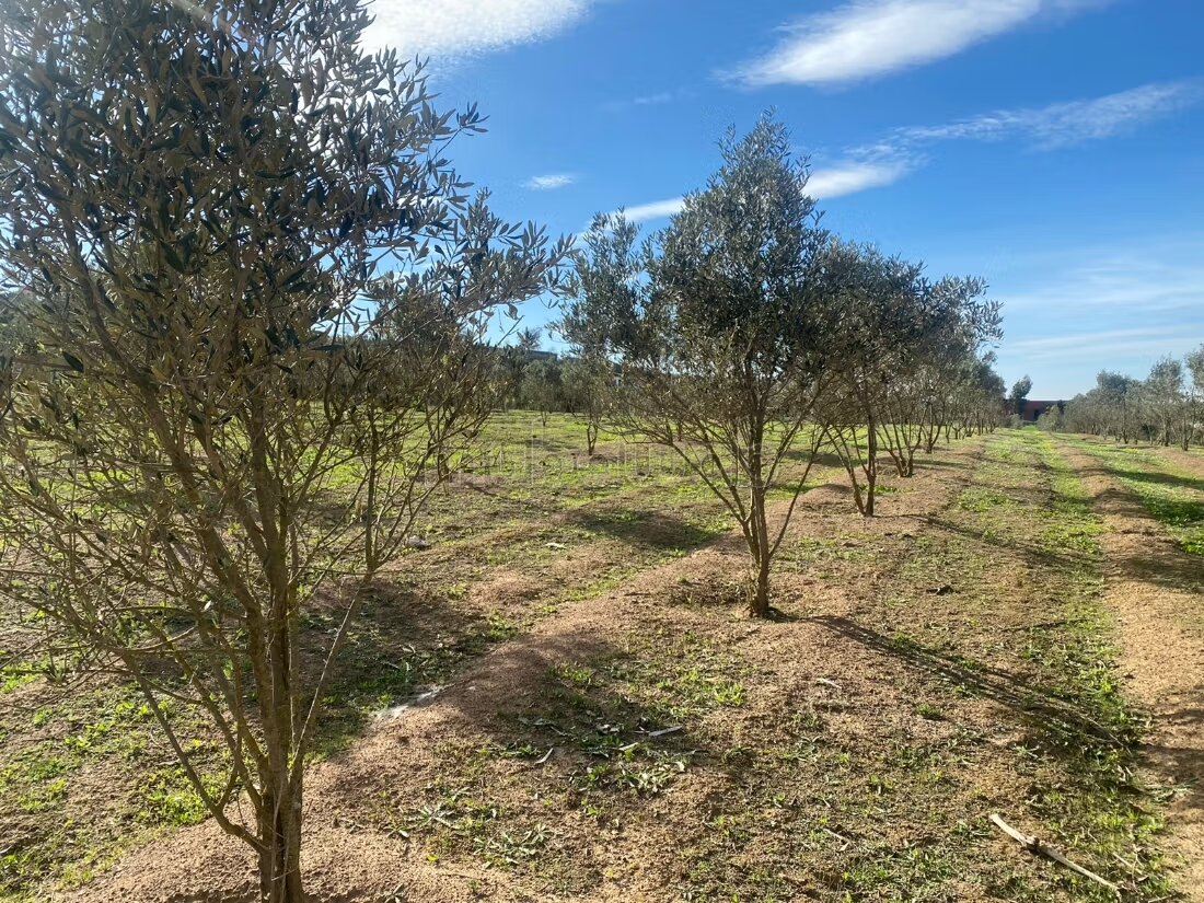 Terrain 2.5ha à vendre à Sidi Yahya Zaër — Photo 2
