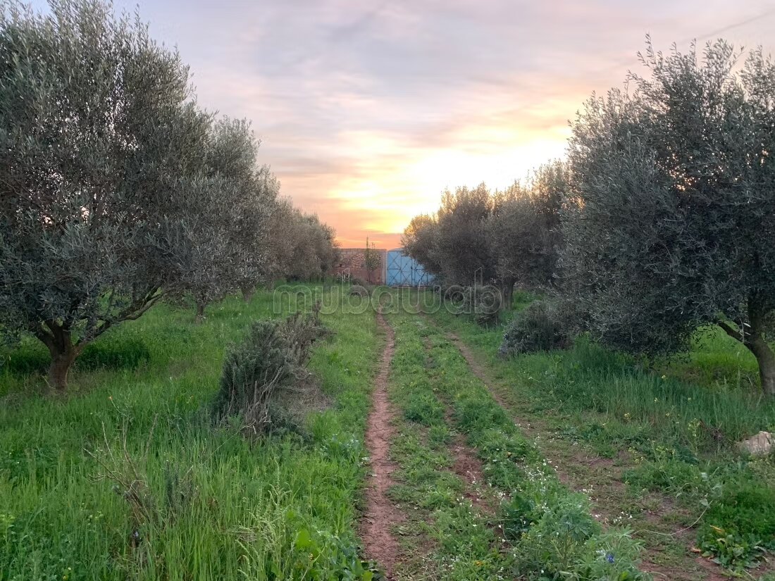 Ferme 60000 m² à vendre à El Jadida — Photo 13