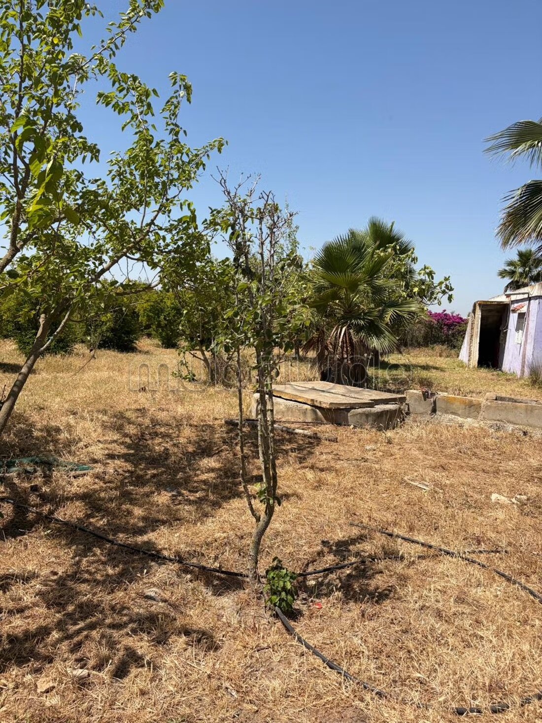 Land 13000 m² for sale in الدار البيضاء — Photo 4