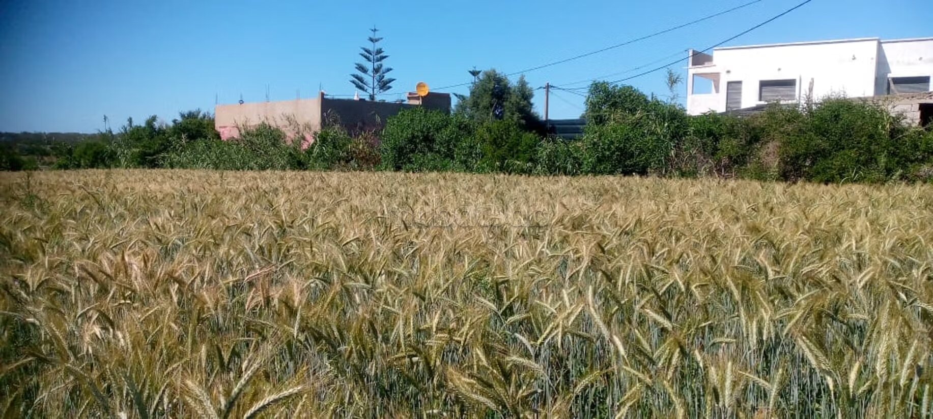 أرض 5500 م² للبيع في الجديدة — Photo 28