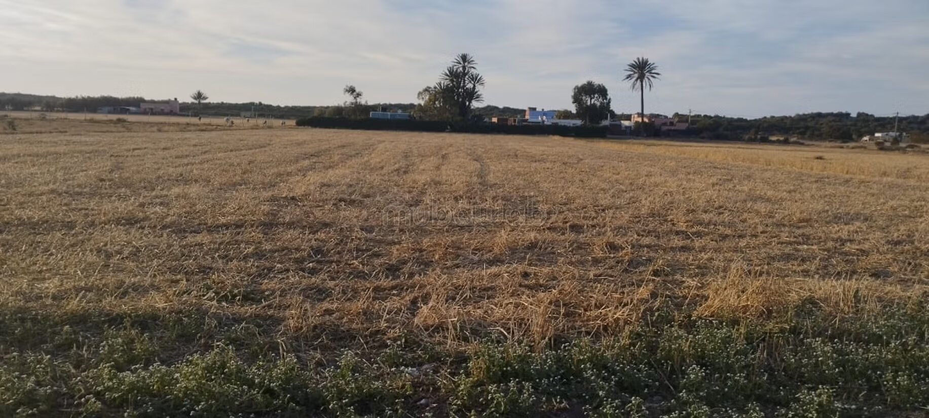 أرض 5500 م² للبيع في الجديدة — Photo 76
