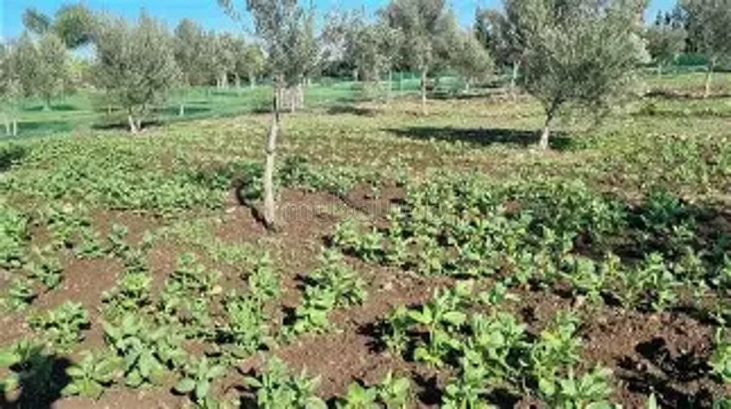 Terrain agricol de 4380 m2 
sidi el mekki 
berrechid