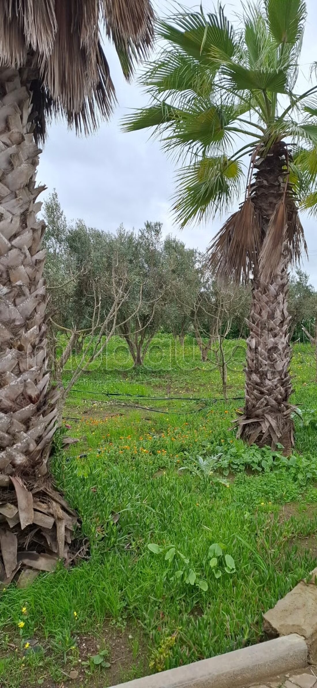 Ferme 200 m² à vendre à Casablanca — Photo 21
