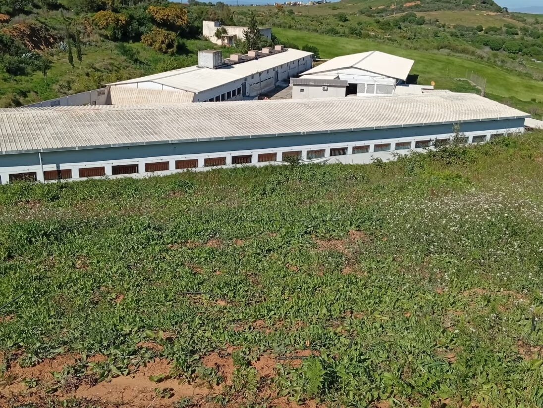 Trouvez votre ferme à acheter à Asilah.
Surface de 210000 m²