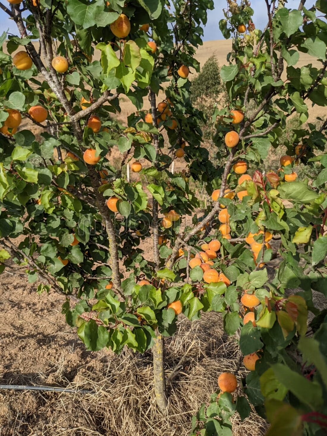 Farm 120 m² for sale — Photo 4