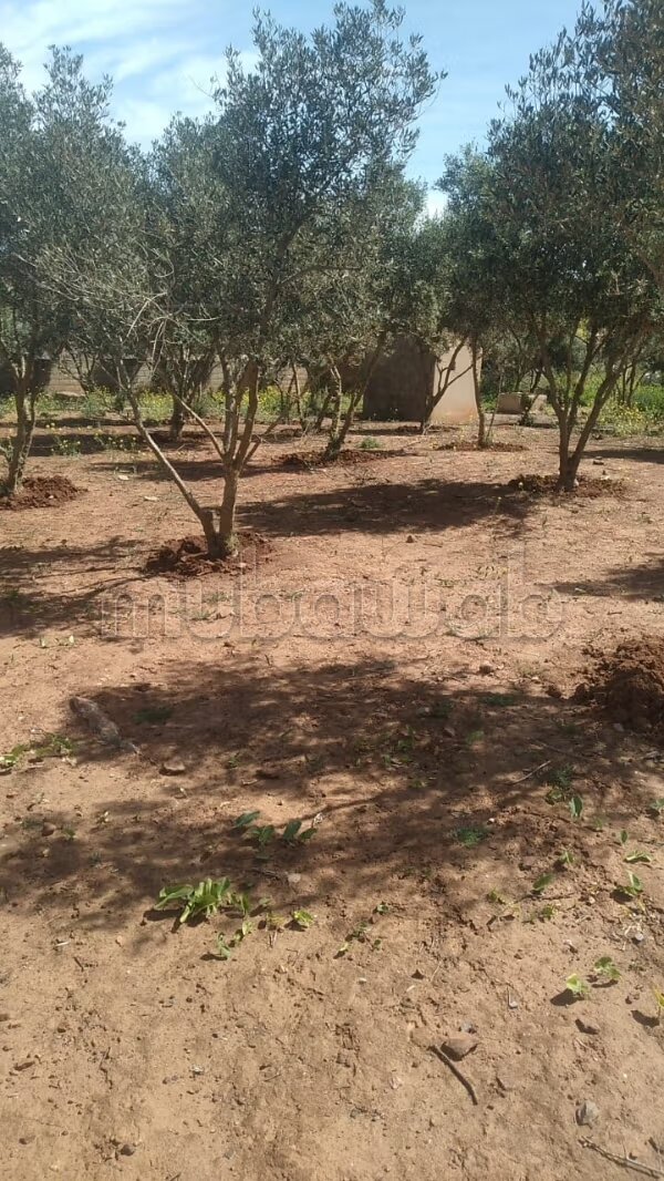 مزرعة 250 م² للبيع في الدار البيضاء — Photo 62